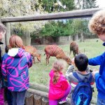 ZOO ve Dvoře Králové nad Labem - kudu